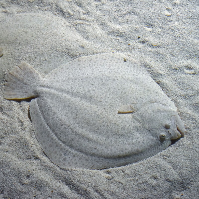 Pighvar på sandbund